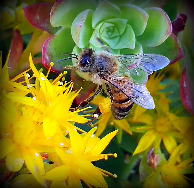 Bee of January