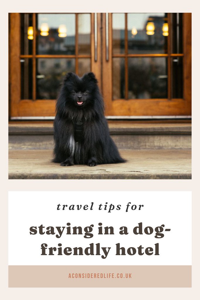 Staying In A Dog-Friendly Hotel | Pet-Friendly Travel Tips