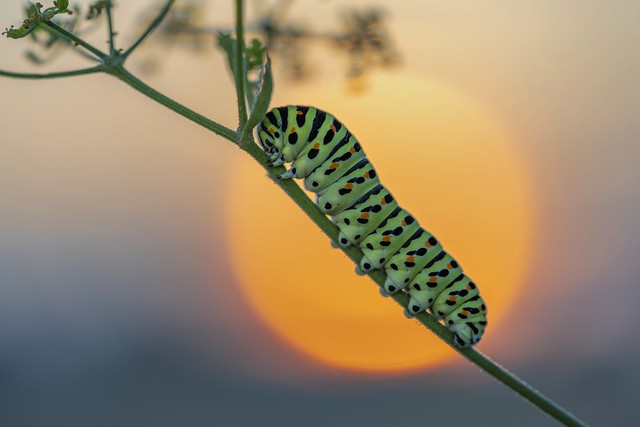 *swallowtail caterpillar in the rising sun II*