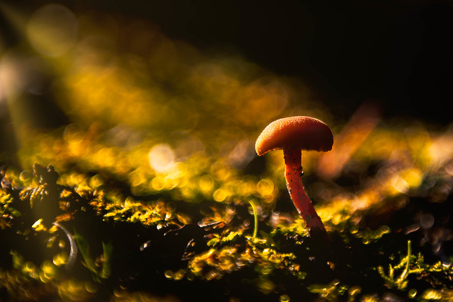 Mushroom in the light