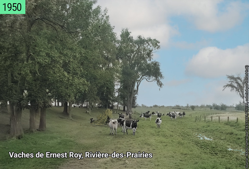 Les vaches de la ferme Ernest Roy à Rivière-des-Prairies en 1950 !