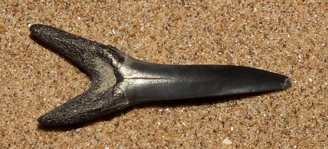 Tiger shark (†Striatolamia macrota) fossil tooth inside
