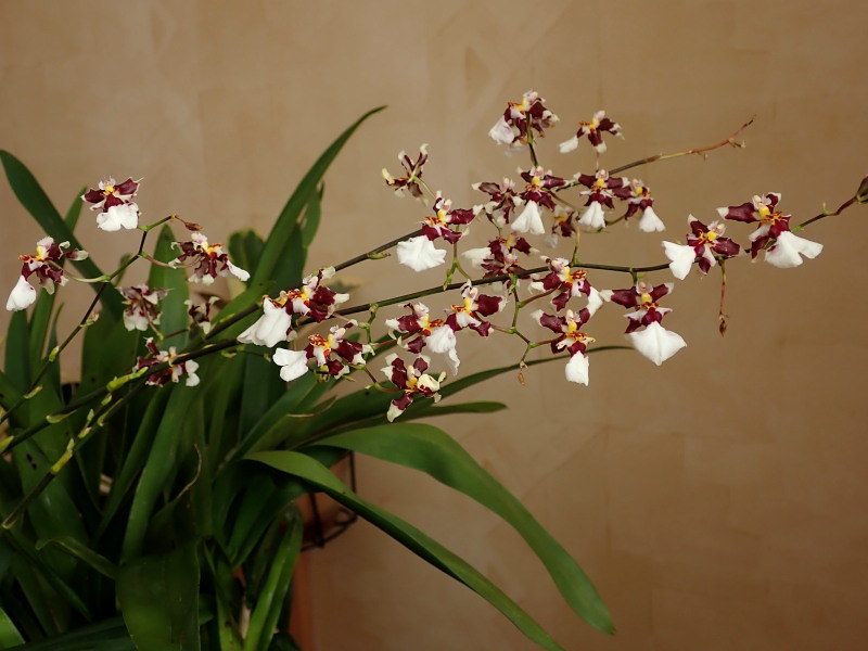 Les orchidées chez Cloo en 2023 52644979850_98a8761fc1_c