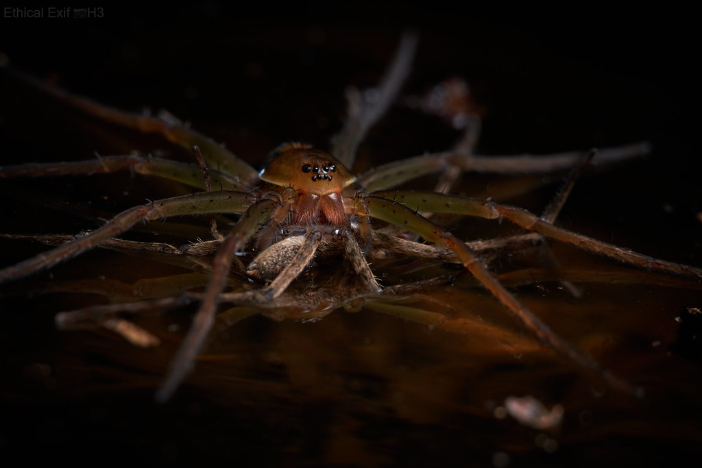 Fishing spider (Pisauridae)