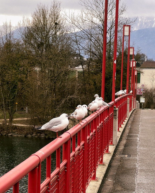 Seagulls on the Red Bridge