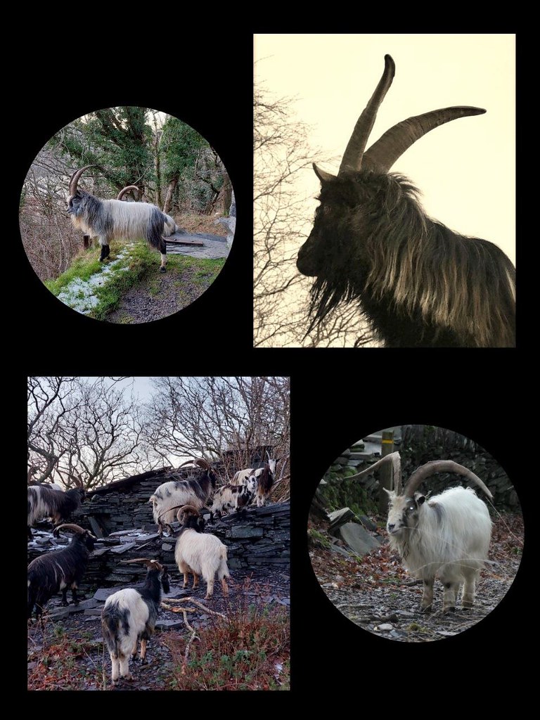 COLLAGE OF GOATS