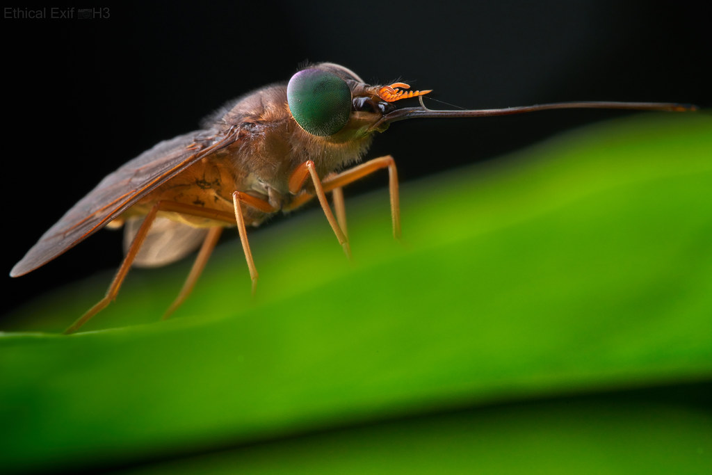 En guarde - horsefly with long proboscis