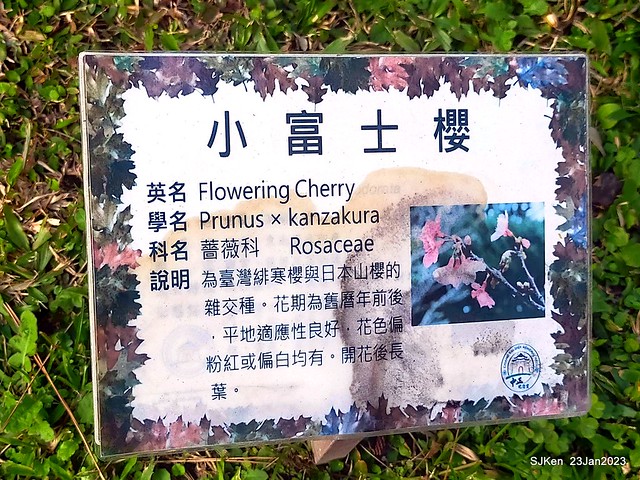 2023正月初一「中正紀念堂」走春賞梅 (Plum blossoms at CKS Memorial Hall), Taipei, Taiwan, SJKen, Jan 23, 2023