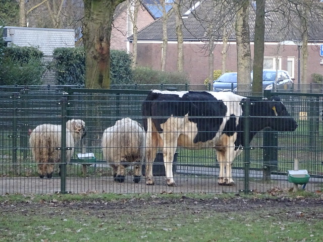 de schrik van Teun bij de kinderboerderij in het Matenpark Apeldoorn