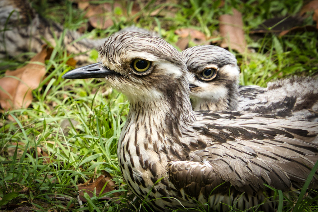 _I3A7276 Bushstone Curlews Bushstone Curlews, Australia Z… Flickr