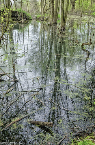 Marsh, 2022 aboutschmidt allrightsreserved canada leamington marshnaturewalk natural northernhemisphere ontario pointpelee sony warrenschmidt birdwatching centralcanada copyright copyrightmist decay decompose earlymorningbirdwatching marsh nature quiet softlight softmorninglight spring trees viewing wet