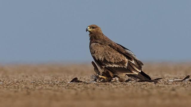 A Steppe Eagle with a Marsh Harrier Kill