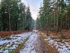 Puddletown Forest in January  - Winter Ride in the Forest