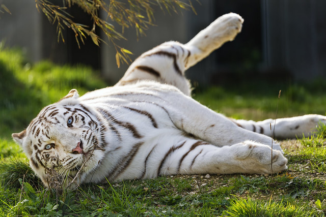 Tigress in a funny position