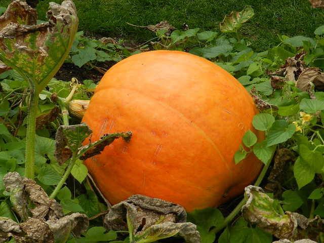 Pumpkin, Botanic Garden, Oxford, Sep 2021