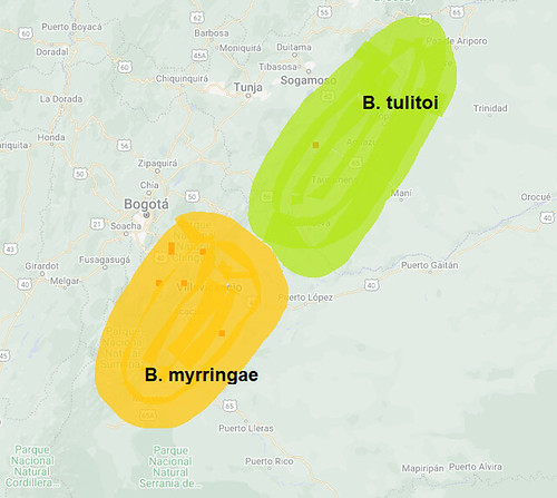 Potential geographic distribution of Bothrocophias tulitoi and Bothrocophias myrringae