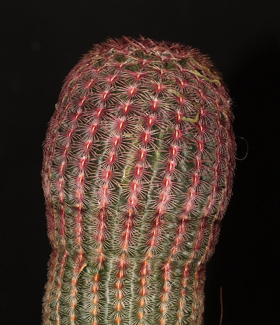 Arizona rainbow cactus (Echinocereus rigidissimus)