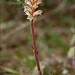 Flickr photo 'Orobanche-minor_1' by: amadej2008.