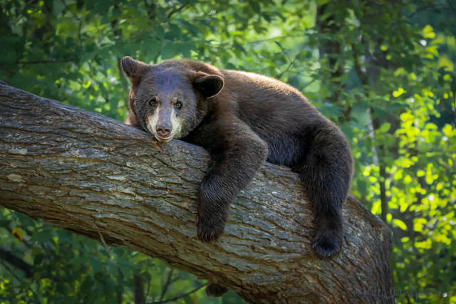 Lazy Black Bear