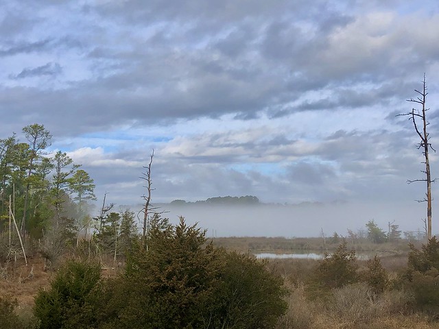 Fog Bank Over the Creek