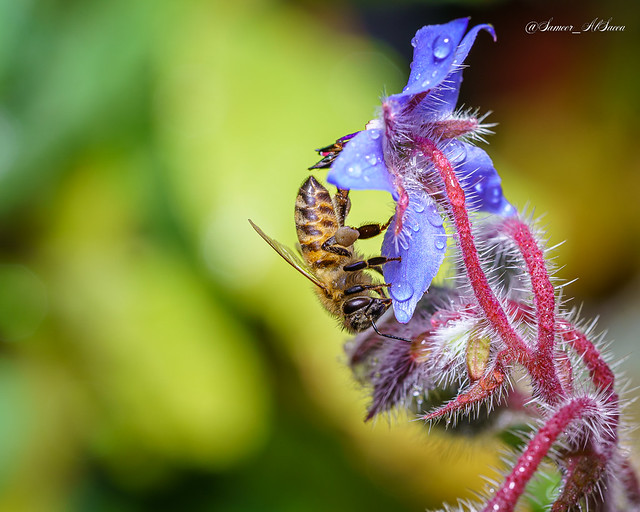 Bee on Borage Flower