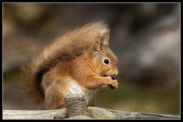 IMG_0340 Red Squirrel