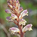 Flickr photo 'Orobanche-minor_6' by: amadej2008.