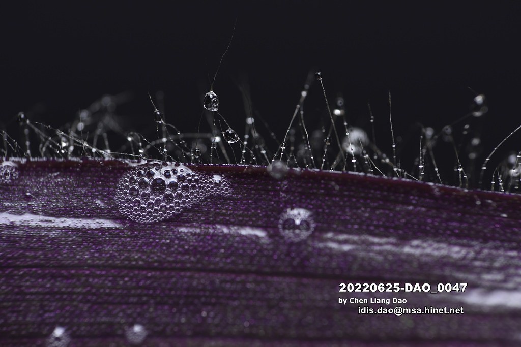 20220625-DAO_0047 植物上的水滴露珠和樂譜反射