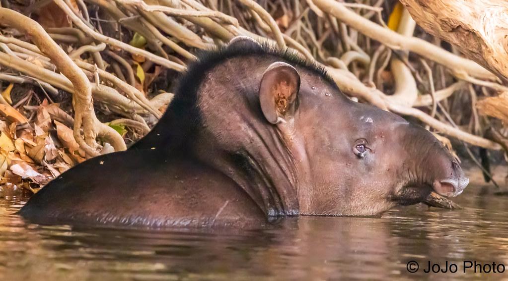 Tapir (South American) - Cristalino River, Brazil - 8