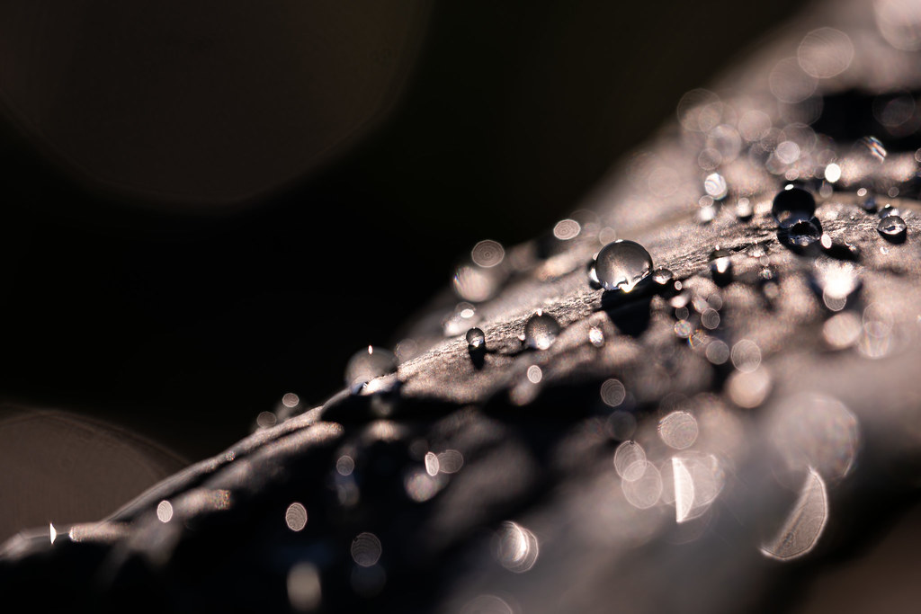 Second trial with Fujifilm X-T5/ Sparkling Droplets (Explore, January 26, 2023)