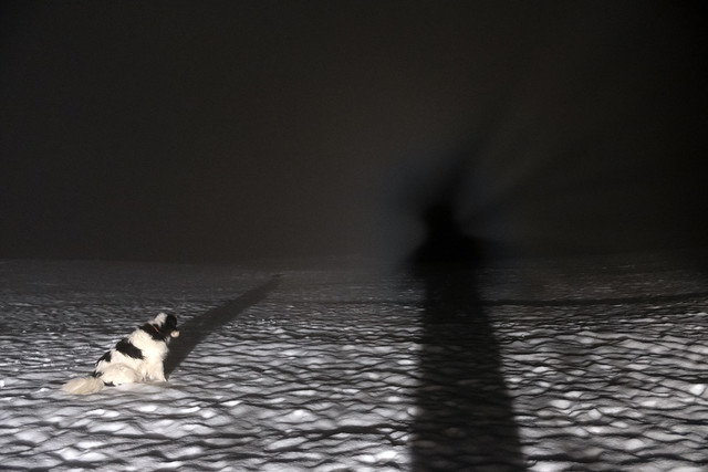 AURATIC SELF-PORTRAIT IN LIGHT & FOG WITH DOG