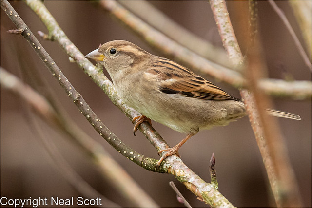 Garden Birds- Female House-sparrow