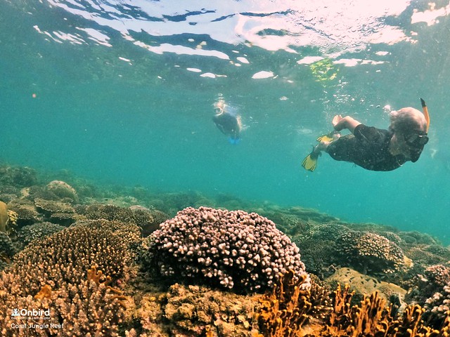 Khu vườn san hô tại rạn san hô Coral Jungle Reef, Phú Quốc, Việt Nam