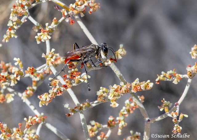 A wasp visits buckwheat