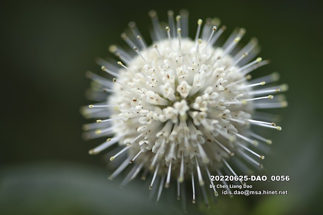 20220625-DAO_0056 公園的植物盛開白色棉球般的花朵