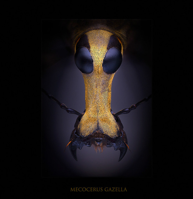 Mecocerus gazella