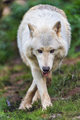 Arctic wolf with crossed legs