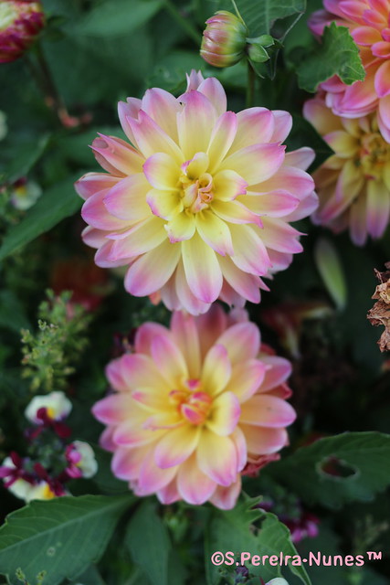 A variety of Dahlias, UBC, Vancouver, BC, Canada