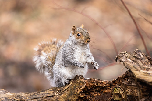 Eastern Gray Squirrel | by Ben-ah