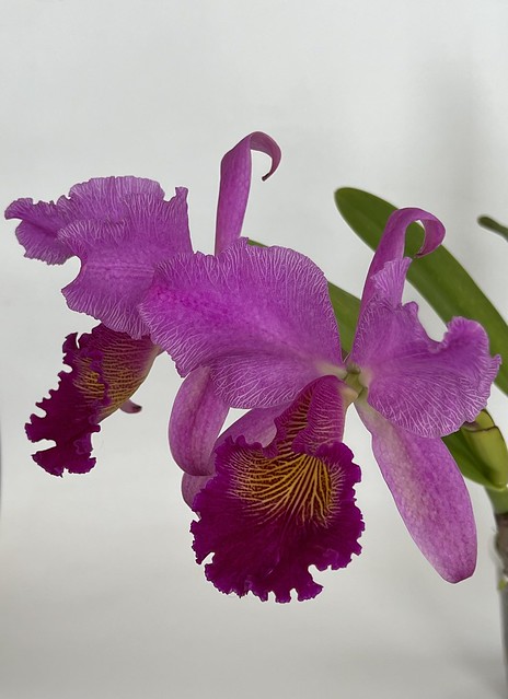 Сattleya Maggie Raphael Purple (C.trianae Pimienta x C.dowiana) 💖 Orquivalle (Колумбия)
