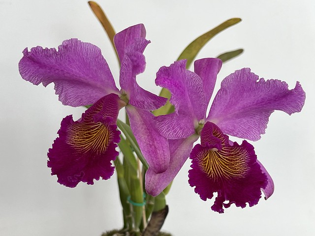 Сattleya Maggie Raphael Purple (C.trianae Pimienta x C.dowiana) 💖 Orquivalle (Колумбия)