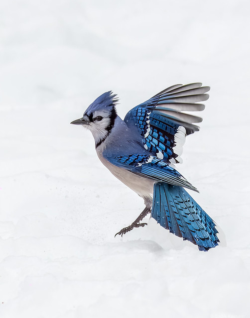 Blue Jay in snow