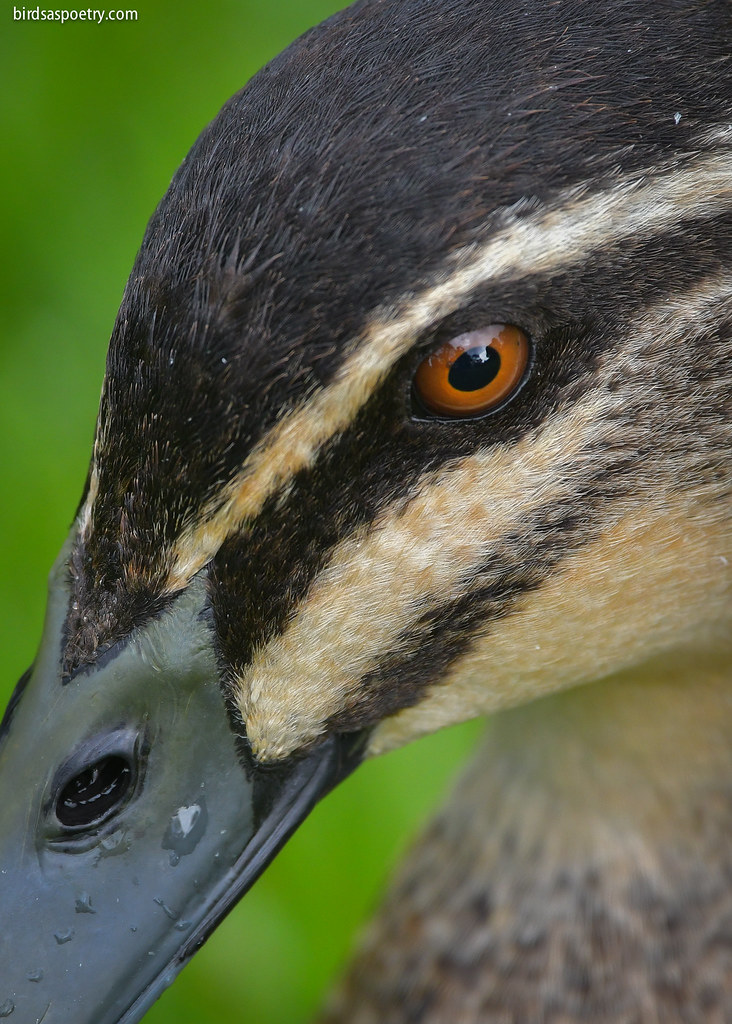 Pacific Black Duck: Is this Close Enough