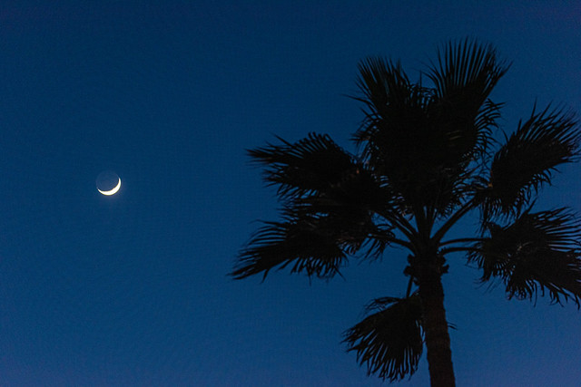 Waxing Crescent Moon and Palm Tree