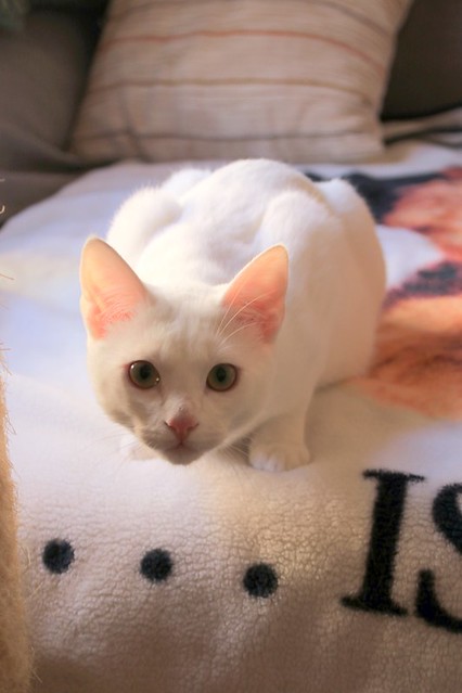 Monk, gatito blanco Sordo súper cariñoso y activo esterilizado, nacido en Junio´22, en adopción. Valencia. 52648490200_ac8de7fd4a_z