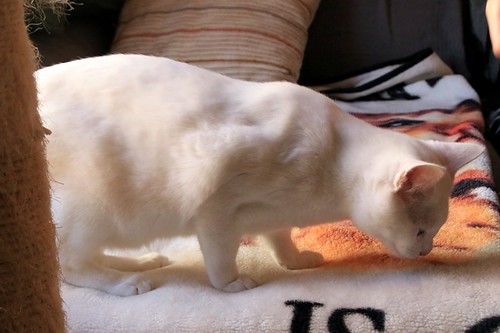 Monk, gatito blanco Sordo súper cariñoso y activo esterilizado, nacido en Junio´22, en adopción. Valencia. 52648490310_b5940586b3