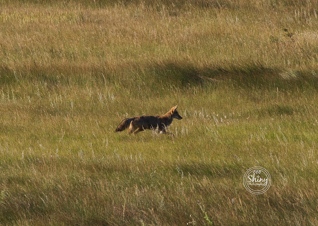 Fox In The Meadow