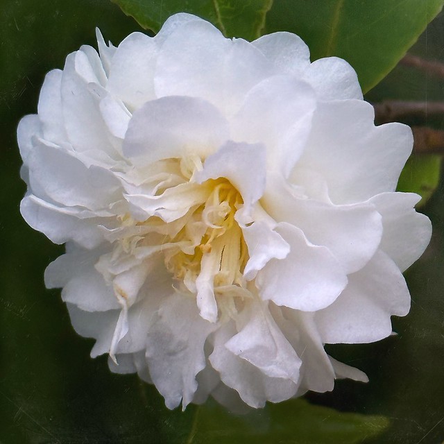 Camellia “Buttermint”