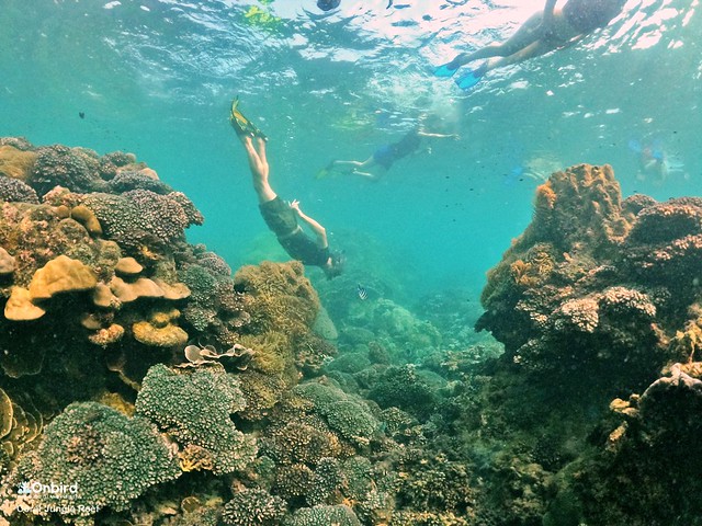 Khu vườn san hô tại Coral Jungle Reef, Phú Quốc, Việt Nam