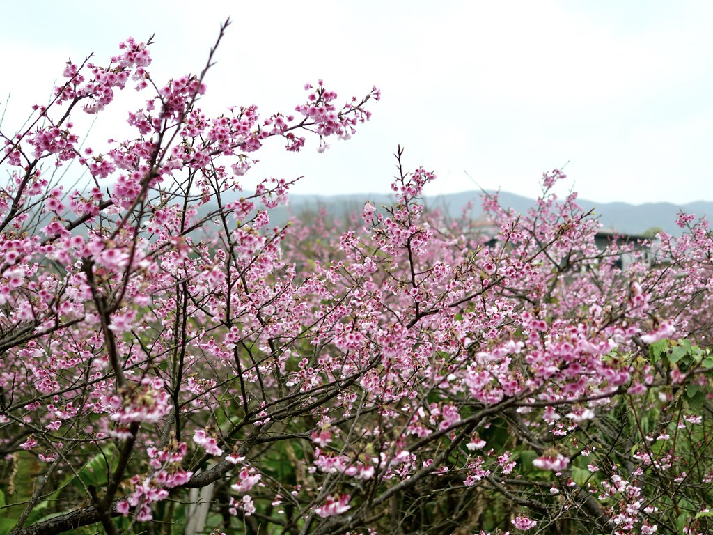 平菁街42巷 櫻花步道